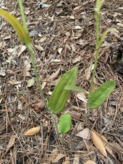 Smilax