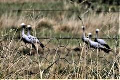 Anthropoides paradiseus