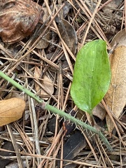 Smilax
