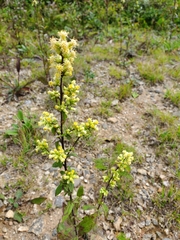 Solidago bicolor