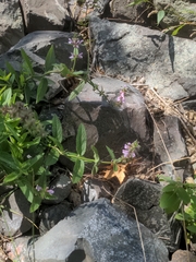 Stachys palustris