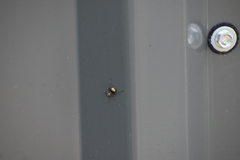 Myrmhopla
