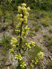 Solidago bicolor