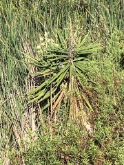 Yucca