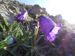 Campanula alpestris