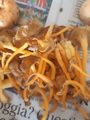 Craterellus lutescens
