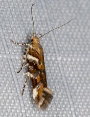 Aristotelia argentifera