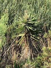 Yucca