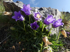 Campanula alpestris