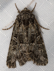 Aseptis characta