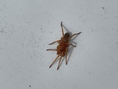 Dysdera crocata