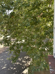 Platanus