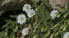Cerastium latifolium