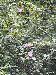 Hibiscus syriacus