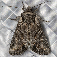 Aseptis characta
