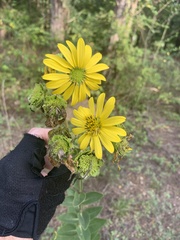 Silphium integrifolium