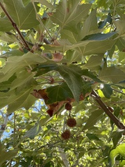 Platanus