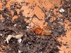 Dysdera crocata