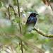 Hair-crested Drongo (Bornean) - Photo (c) Josh Vandermeulen, some rights reserved (CC BY-NC-ND), uploaded by Josh Vandermeulen