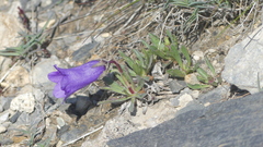 Campanula alpestris