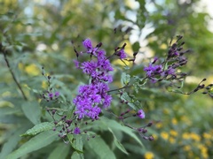Vernonia