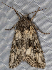 Aseptis characta