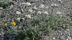 Achillea nana