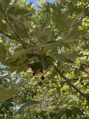 Platanus