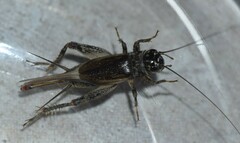 Eumodicogryllus bordigalensis