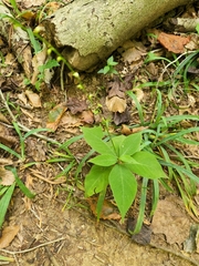 Persicaria virginiana