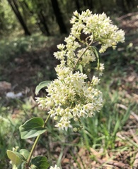 Vincetoxicum hirundinaria