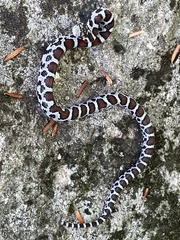 Lampropeltis triangulum