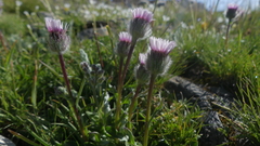 Erigeron uniflorus