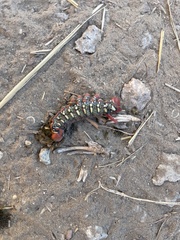 Hyles euphorbiae