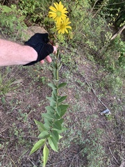Silphium integrifolium