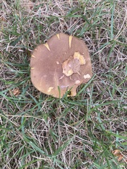Aureoboletus innixus