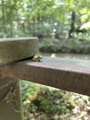 Hyla