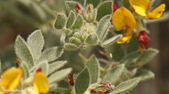 Acmispon decumbens decumbens