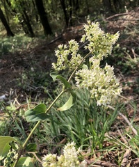 Vincetoxicum hirundinaria