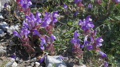 Scutellaria alpina