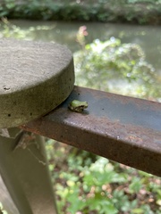 Hyla