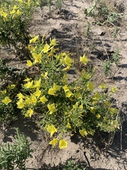 Oenothera rhombipetala