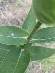 Silphium integrifolium