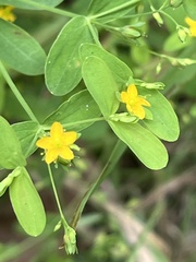 Hypericum mutilum