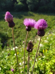 Cirsium dealbatum