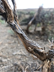 Artemisia tridentata