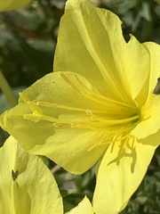 Oenothera rhombipetala