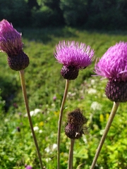 Cirsium dealbatum