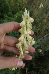 Aconitum barbatum