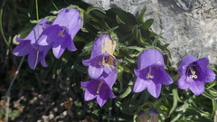 Campanula alpestris